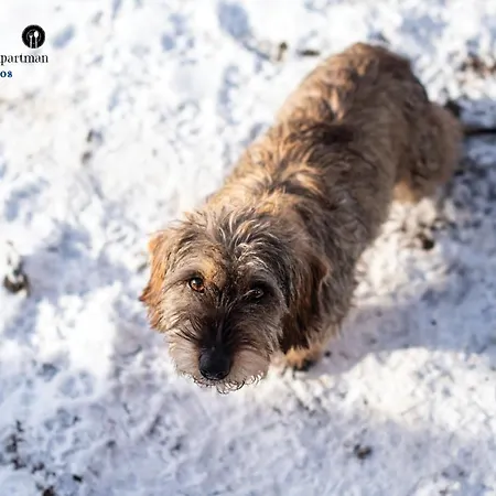 Frupi-apartmanok Ostoros